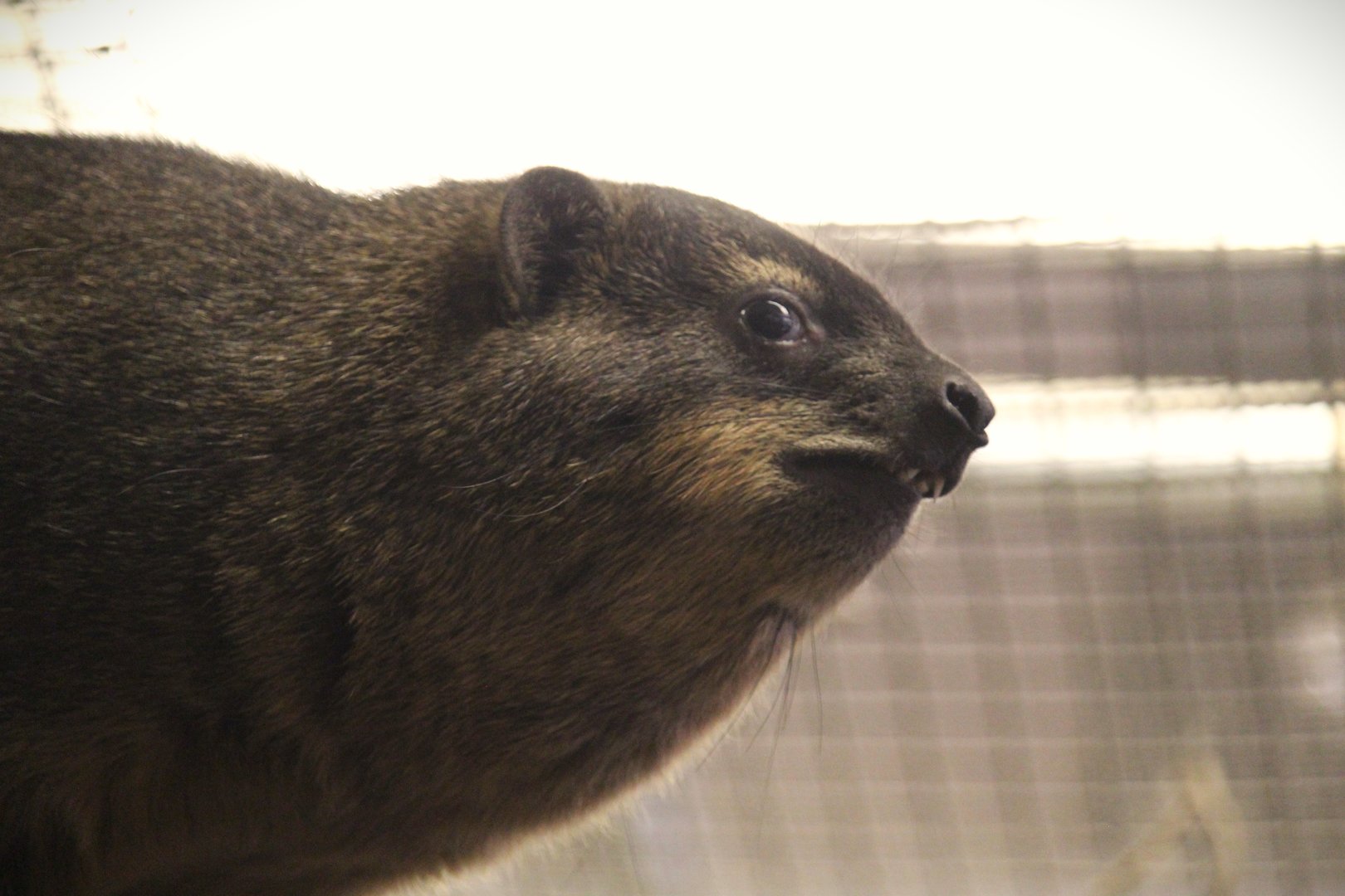 Small Mammal House - Rock Hyrax