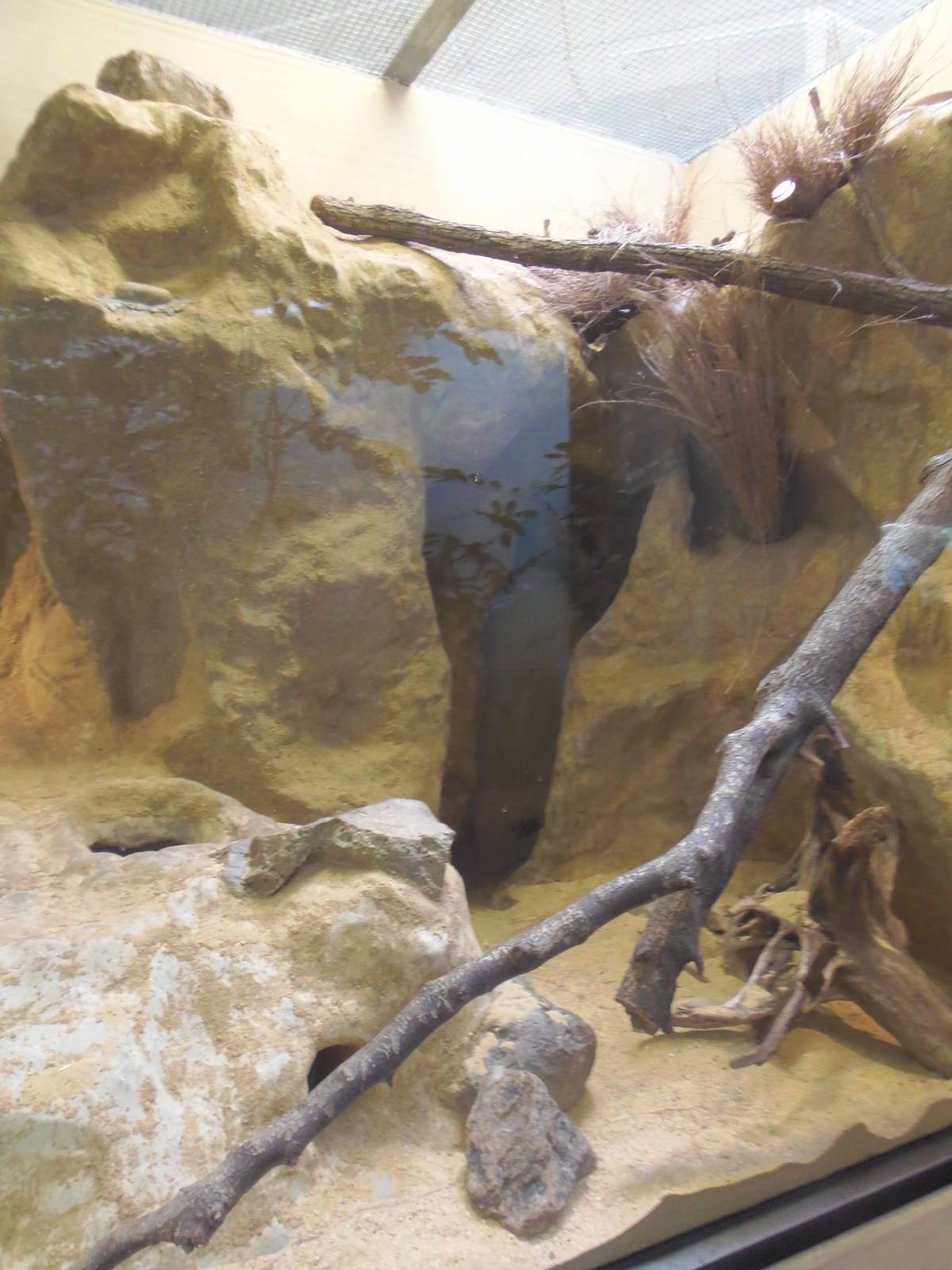 Small Mammal House- Sand Cat Exhibit