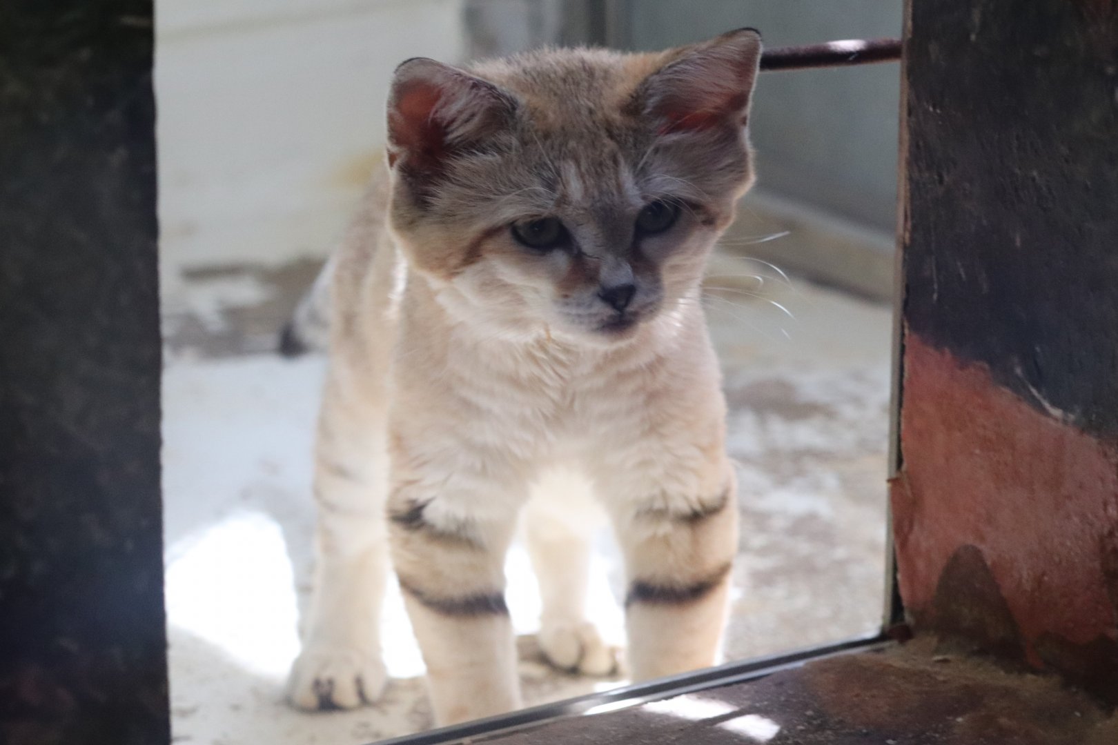Small Mammal House - Sand Cat - Thor