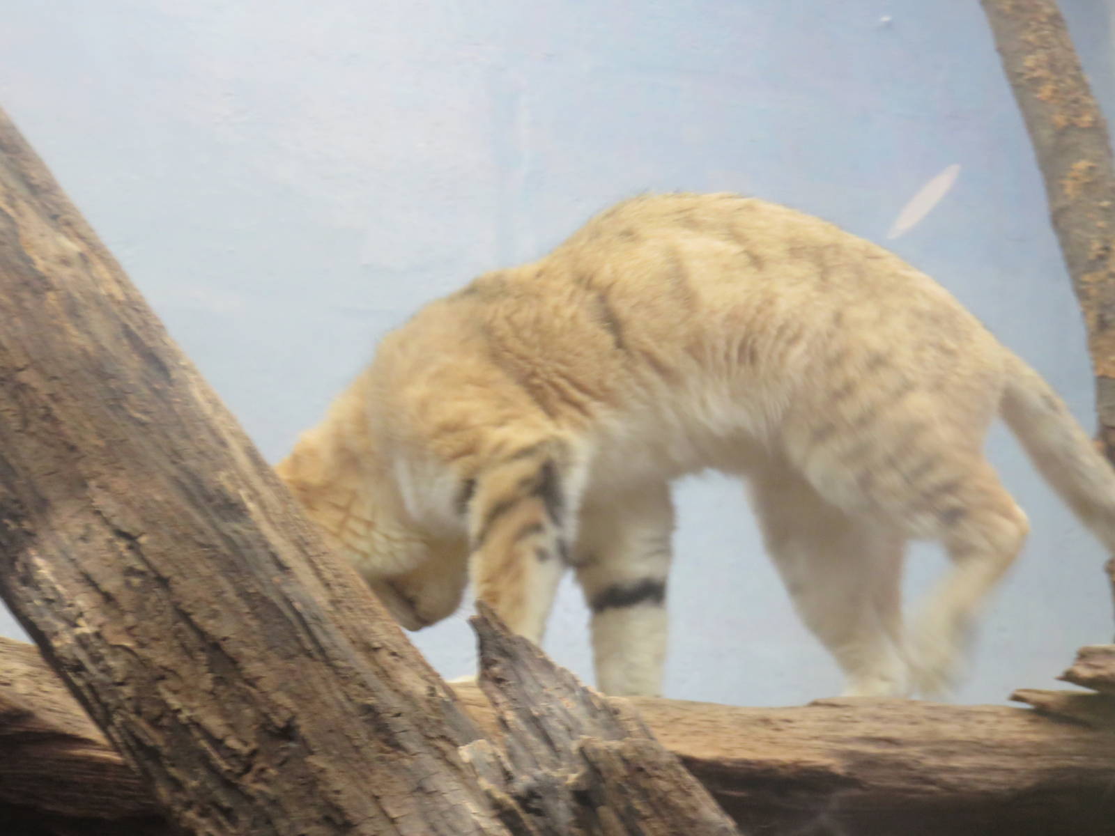 Small Mammal House - Sand Cat