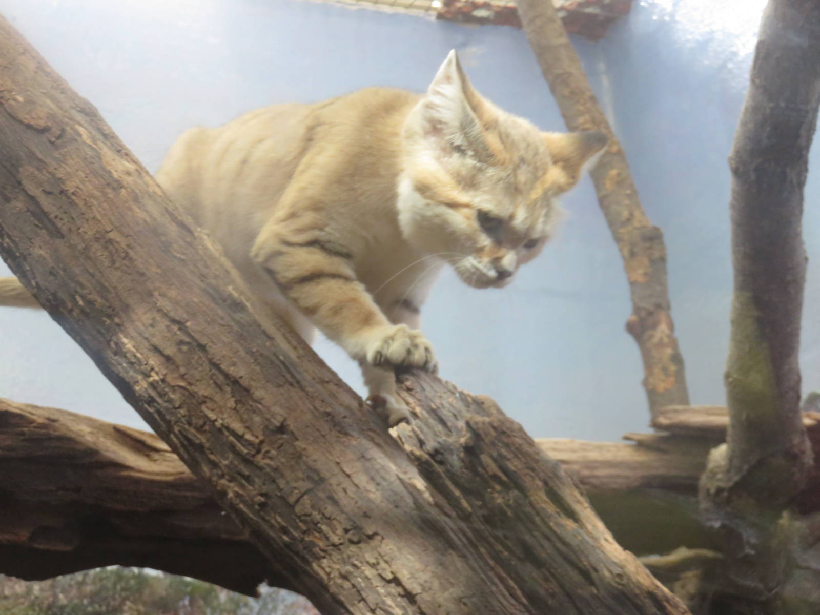 Small Mammal House - Sand Cat