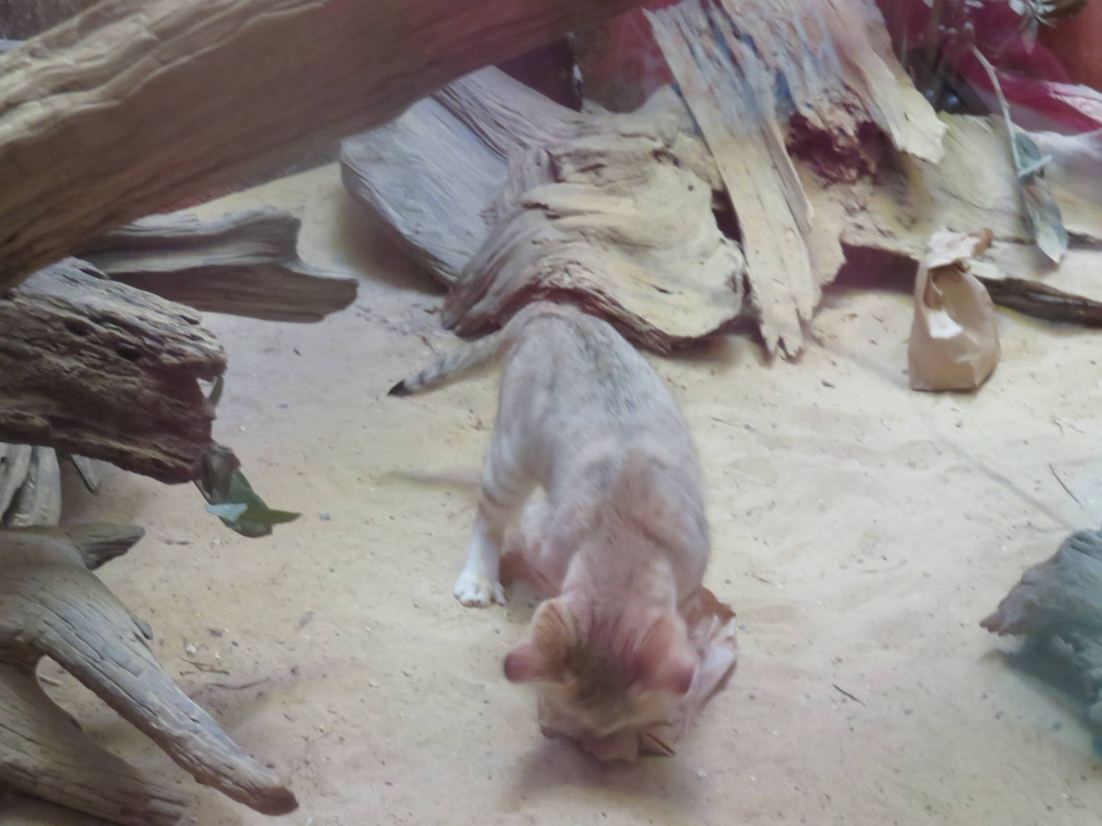 Small Mammal House - Sand Cat