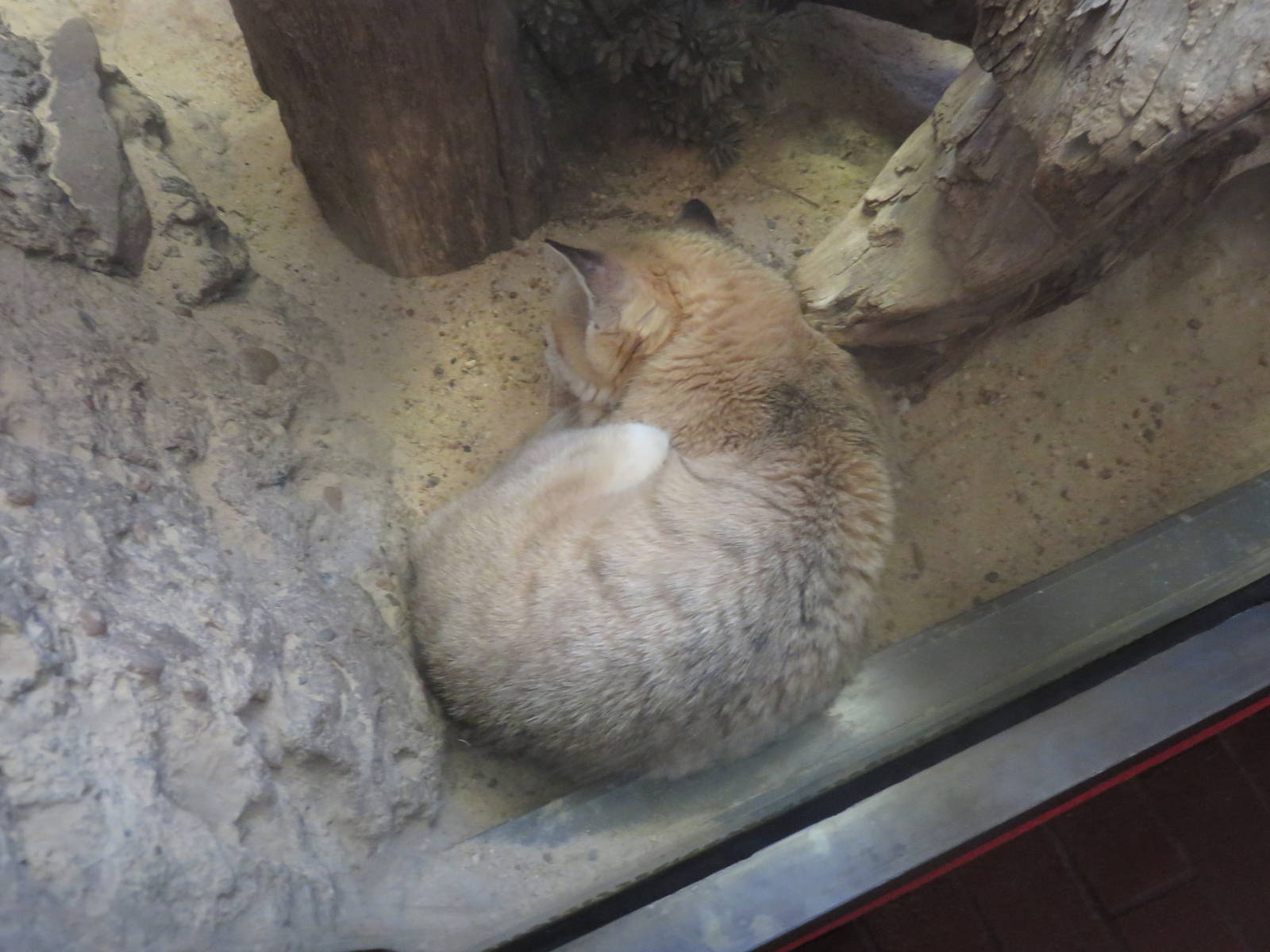 Small Mammal House - Sand cat