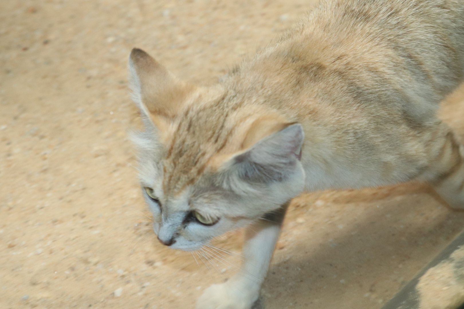 Small Mammal House - Sand Cat