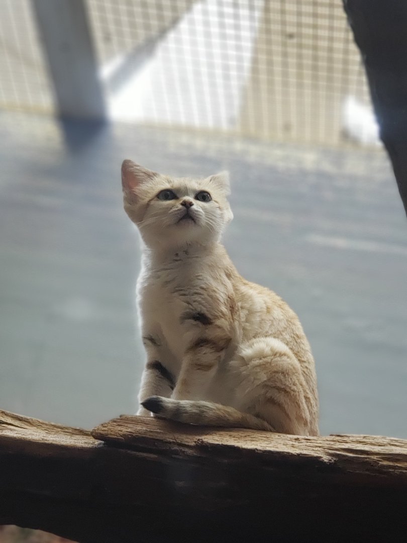 Small Mammal House - Sand Cat