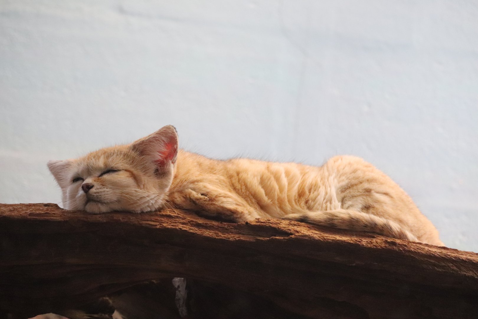 Small Mammal House - Sand Cat