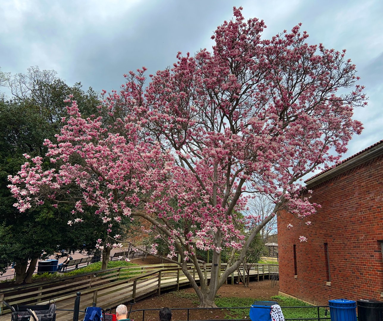 Small Mammal House Saucer Magnolia In Bloom