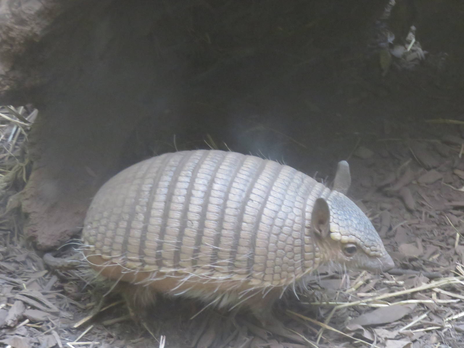 Small Mammal House - Screaming Hairy Armadillo