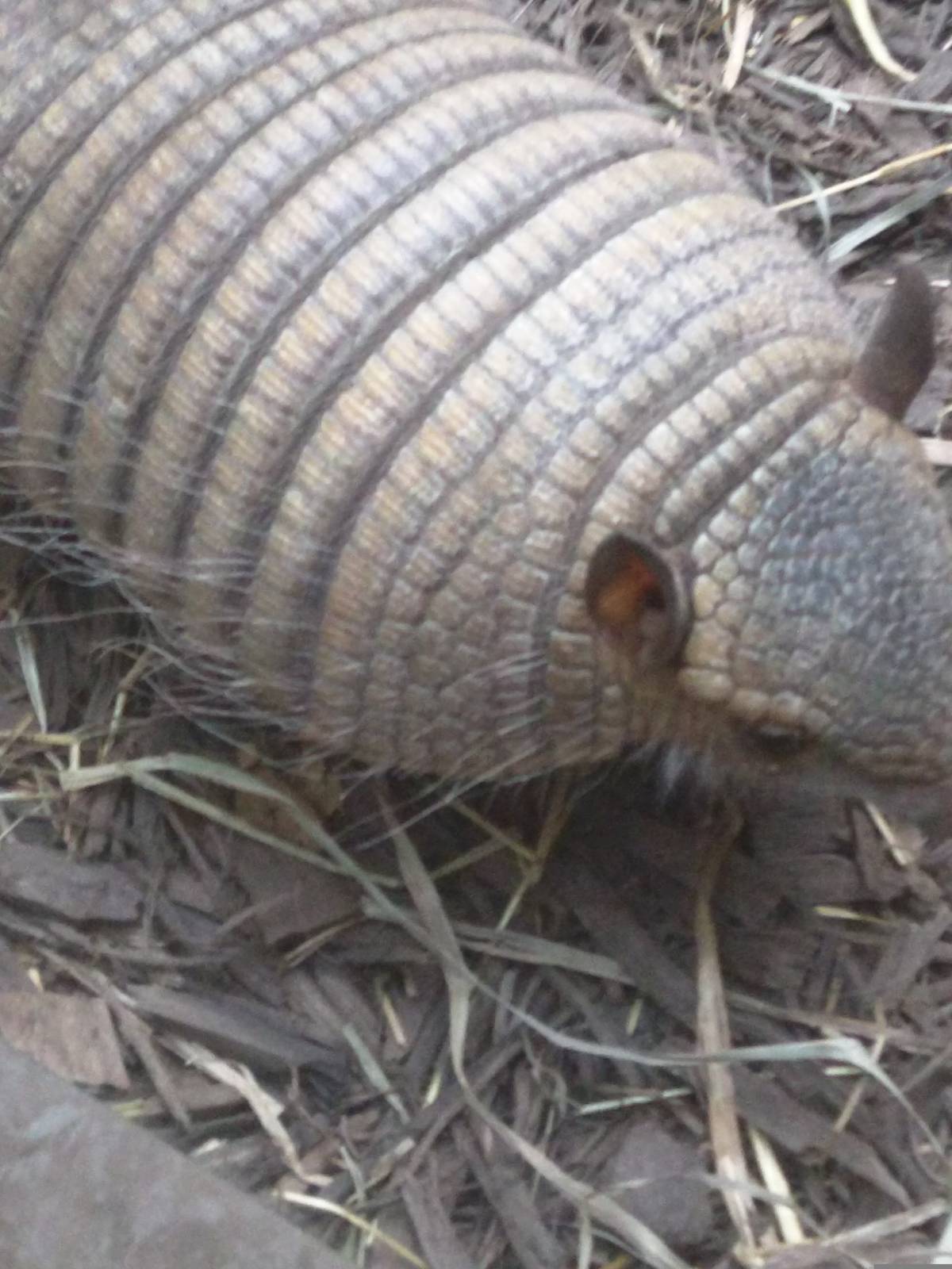 Small Mammal House - Screaming Hairy Armadillo