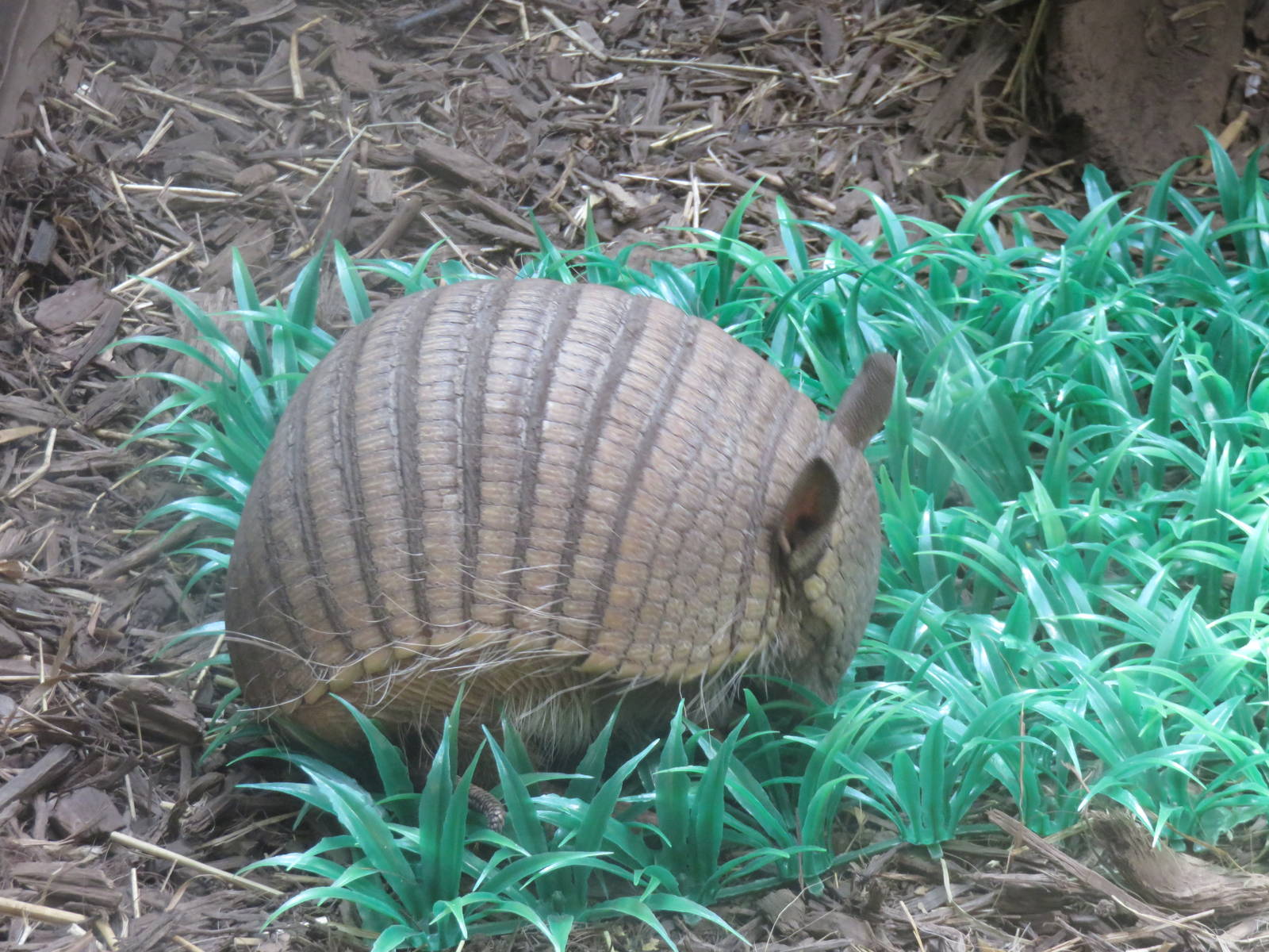 Small Mammal House - Screaming Hairy Armadillo