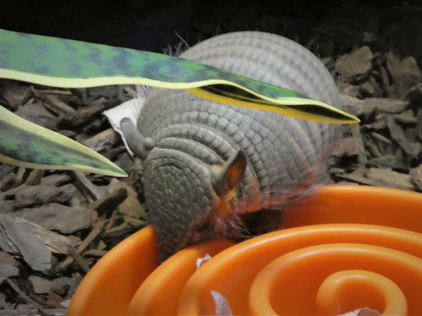 Small Mammal House - Screaming Hairy Armadillo
