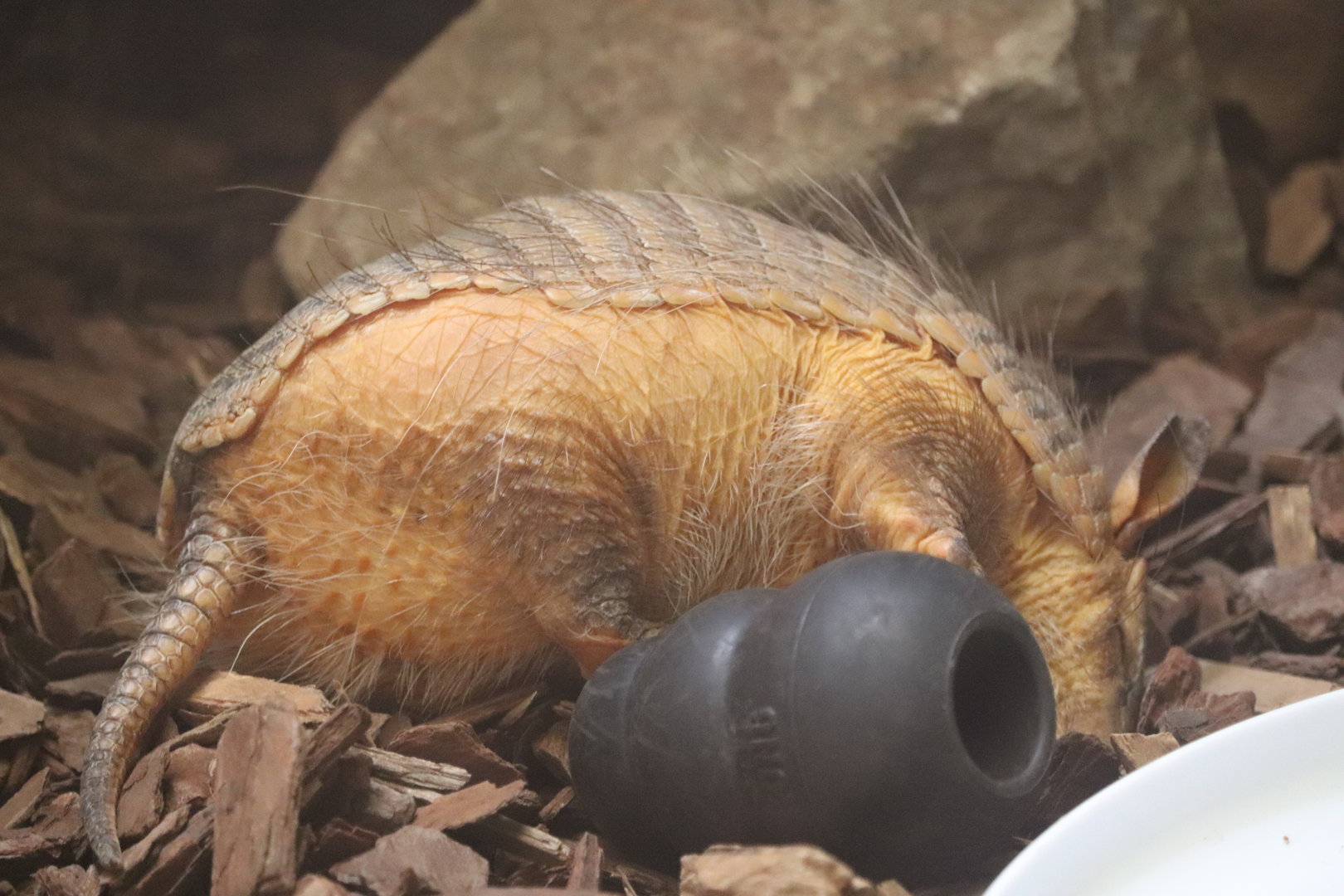 Small Mammal House - Screaming Hairy Armadillo