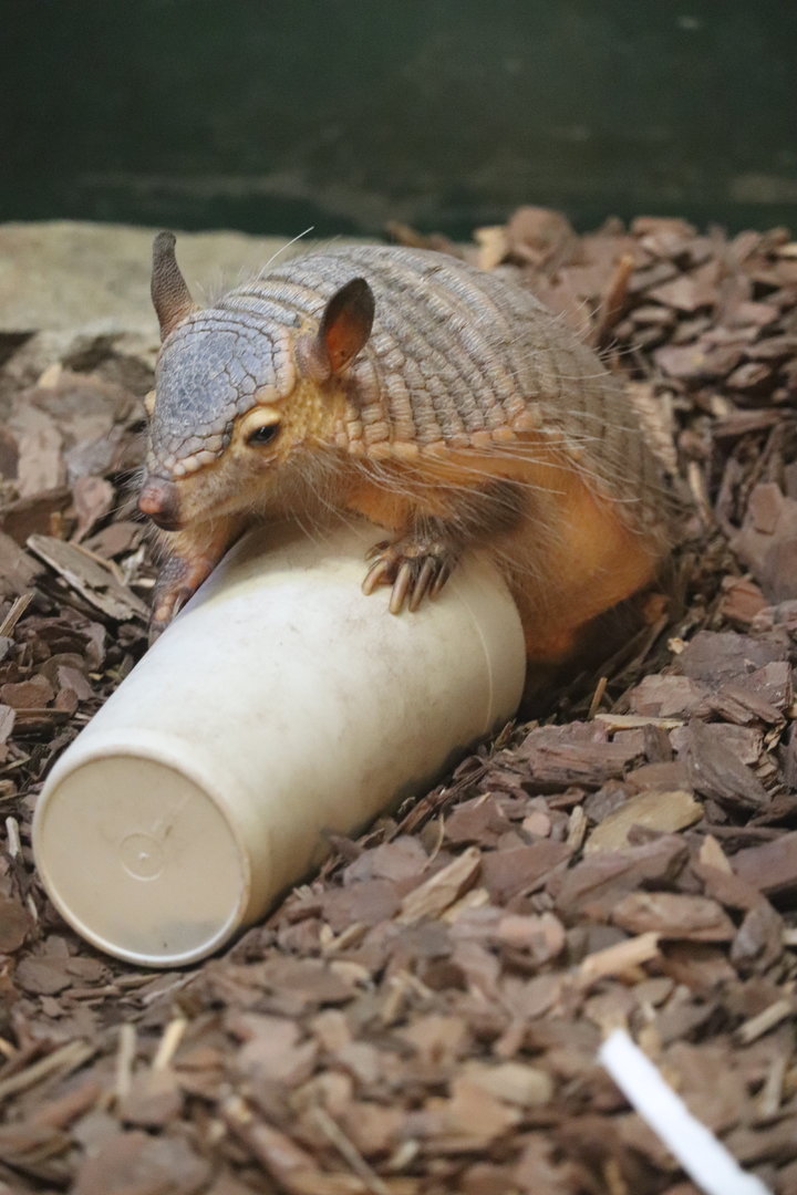 Small Mammal House - Screaming Hairy Armadillo