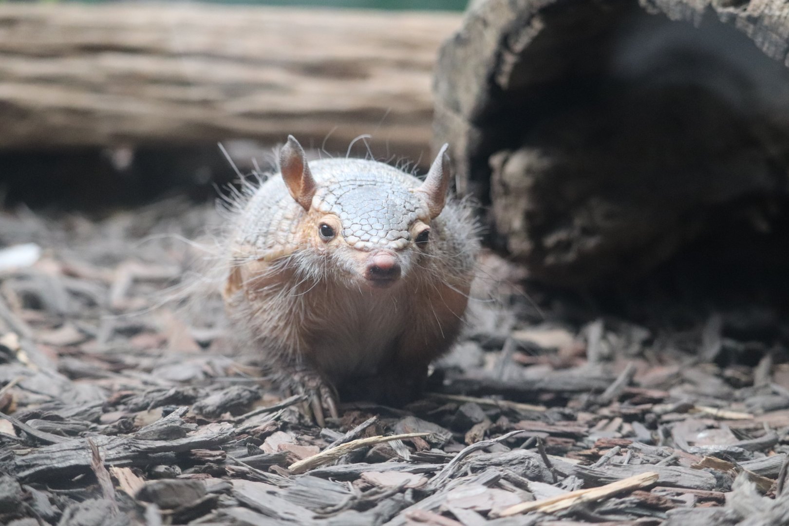 Small Mammal House - Screaming Hairy Armadillo