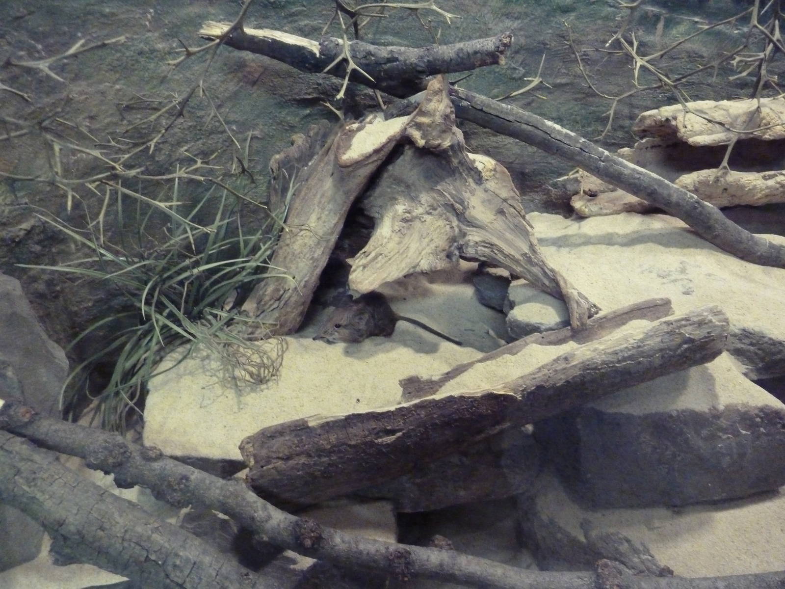 Small Mammal House - Short-Eared Elephant Shrew Exhibit