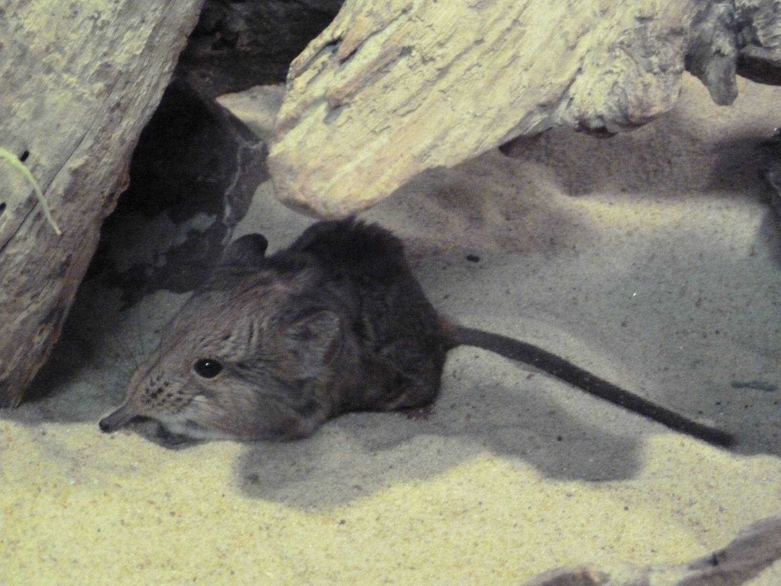 Small Mammal House - Short-Eared Elephant Shrew