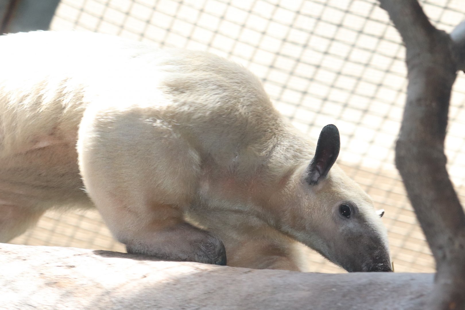 Small Mammal House - Sourthern Tamandua