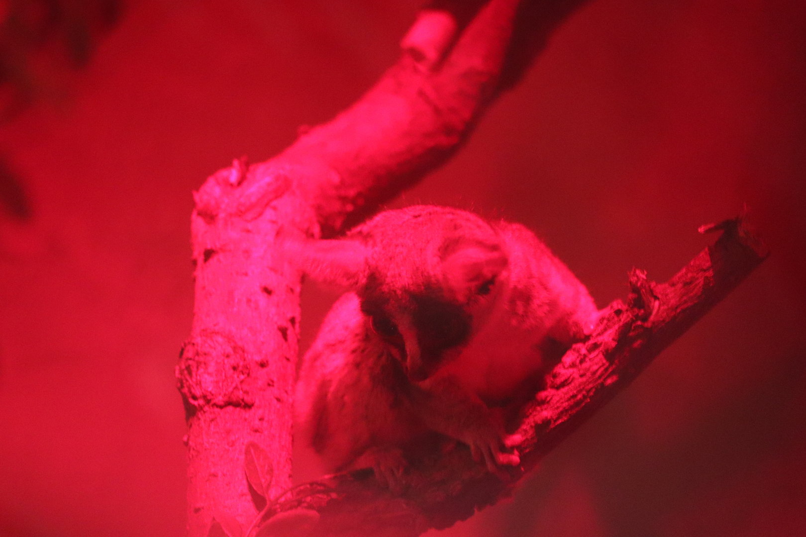 Small Mammal House - Southern Lesser Galago