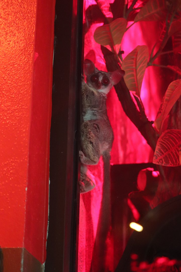 Small Mammal House - Southern Lesser Galago