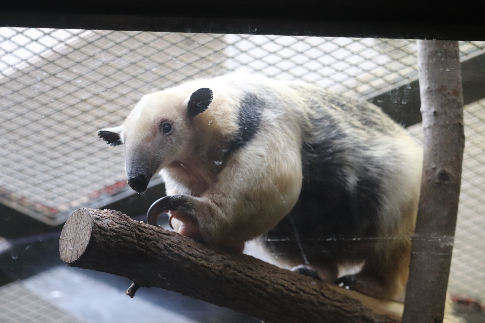 Small Mammal House - Southern Tamandua - Chiquita