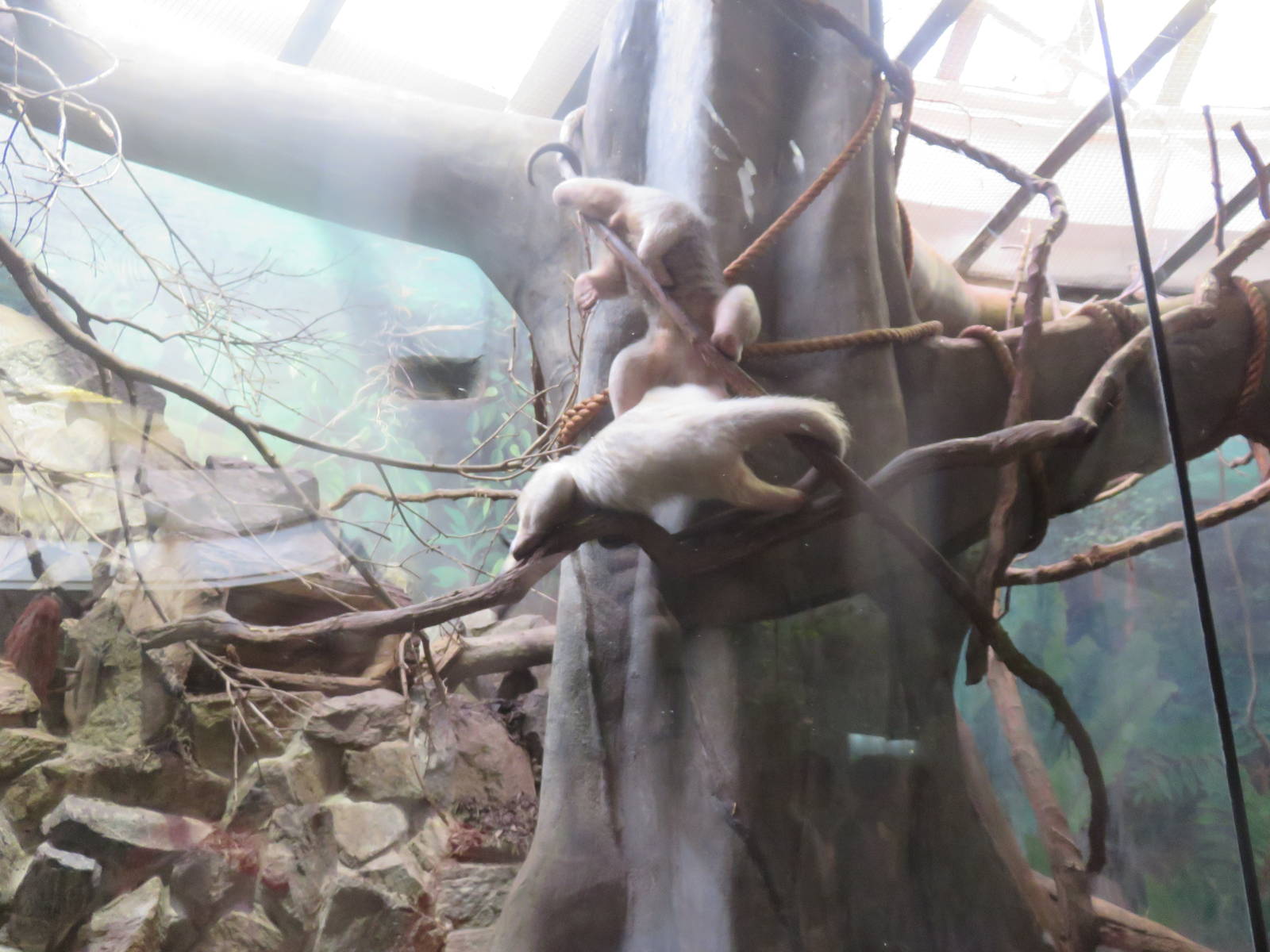 Small Mammal House - Southern Tamandua