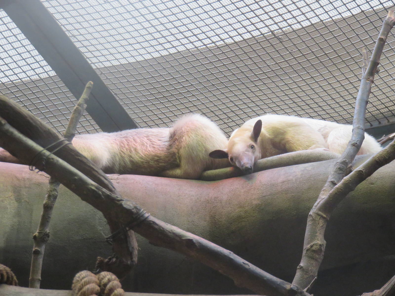 Small Mammal House - Southern Tamandua