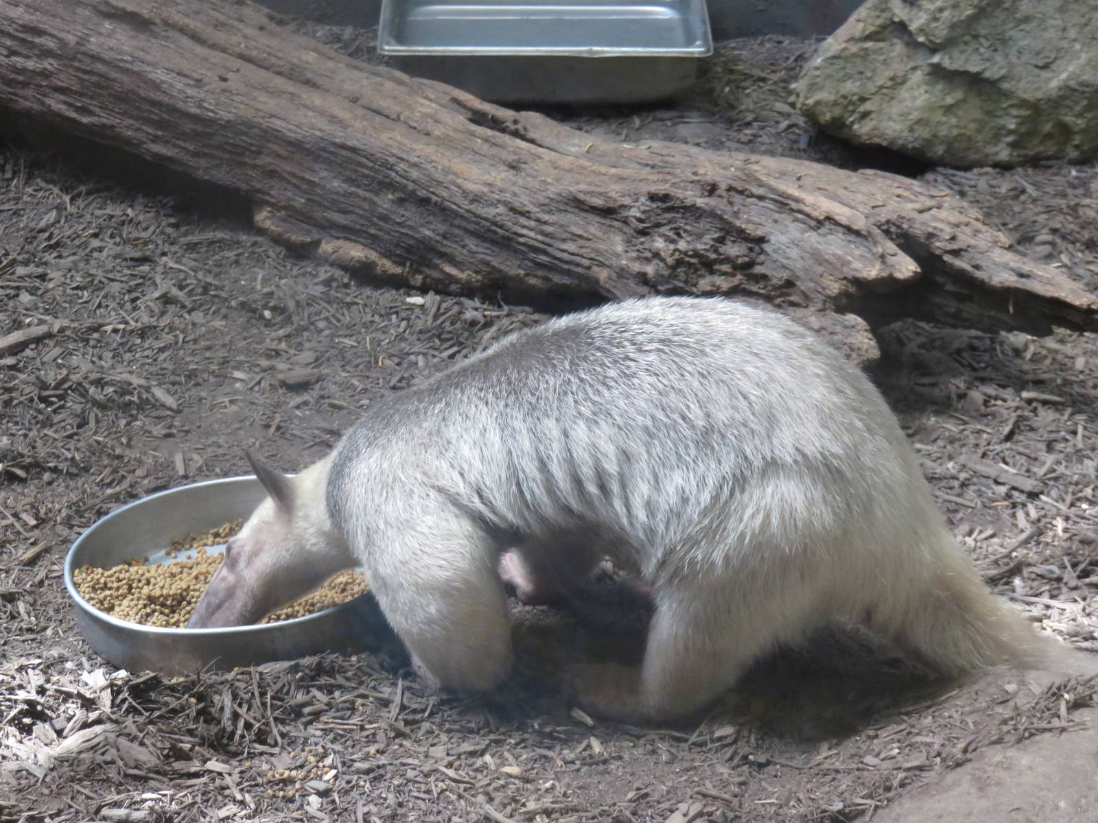 Small Mammal House - Southern Tamandua