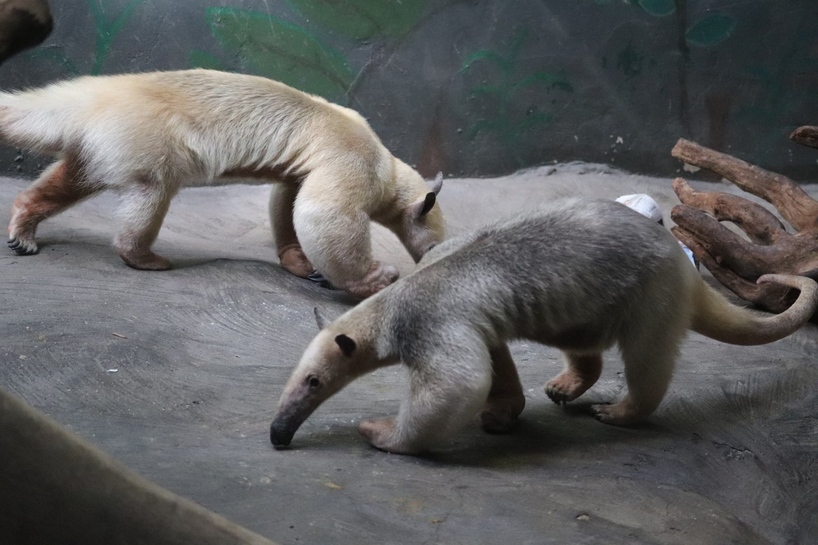 Small Mammal House - Southern Tamandua