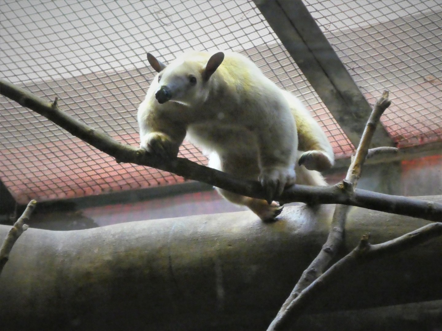 Small Mammal House - Southern Tamandua