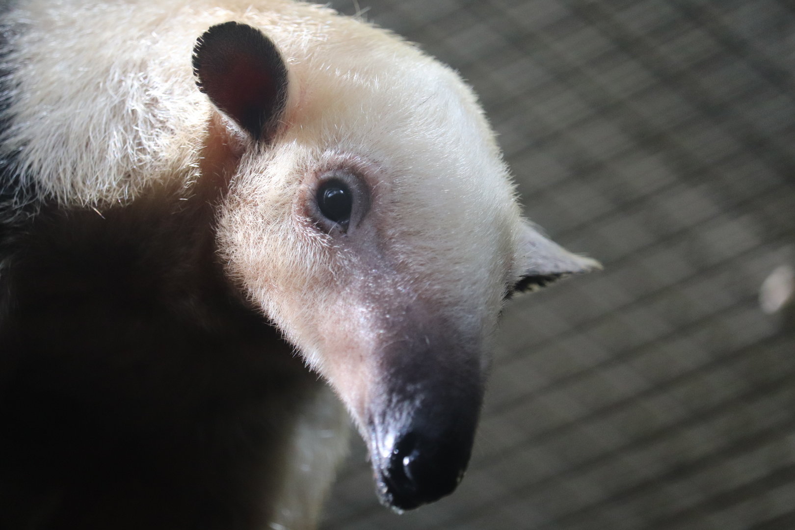 Small Mammal House - Southern Tamandua