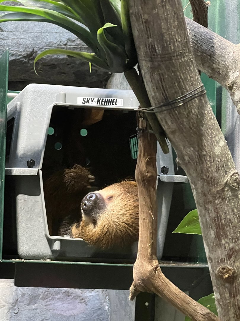 Small Mammal House- Southern Two-Toed Sloth- Vlad