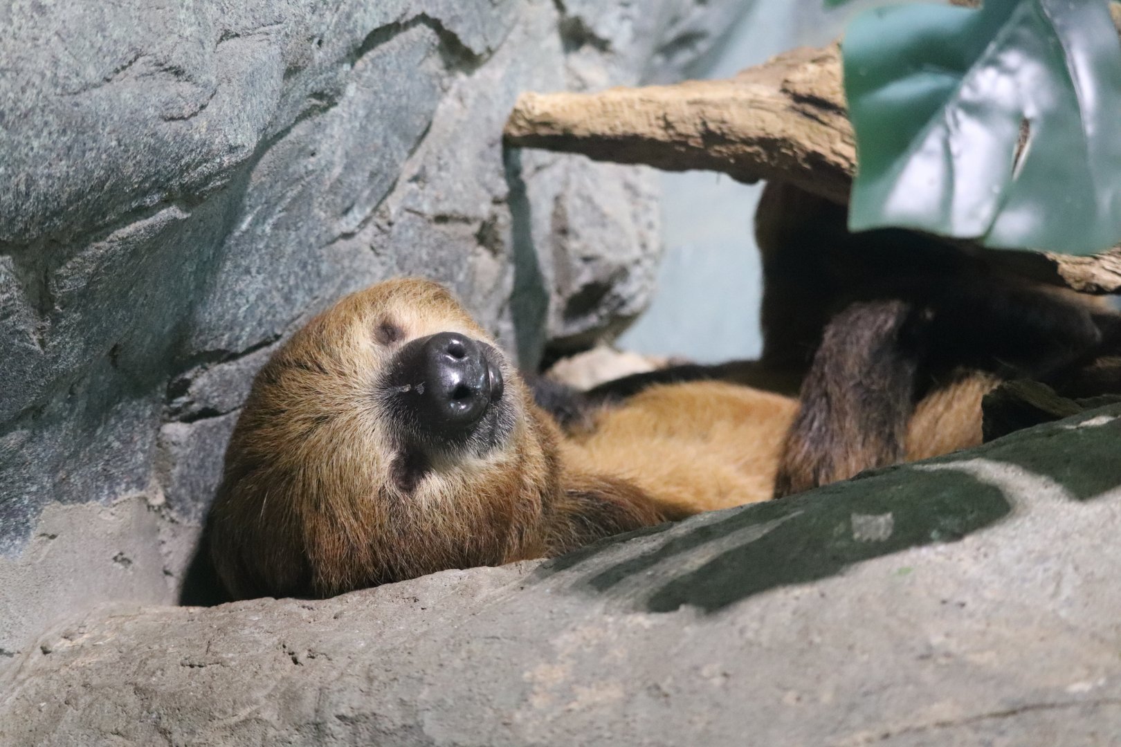 Small Mammal House - Southern Two-Toed Sloth
