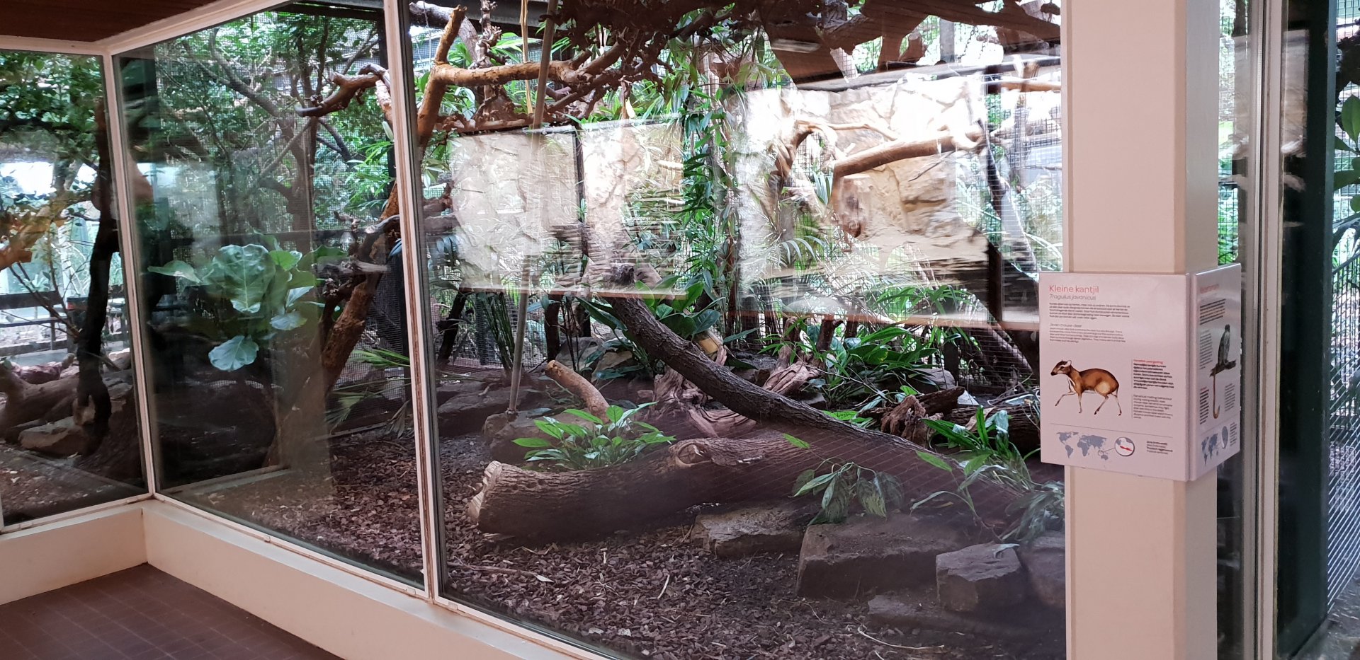 Small Mammal House - Tamarin - Mouse deer enclosure