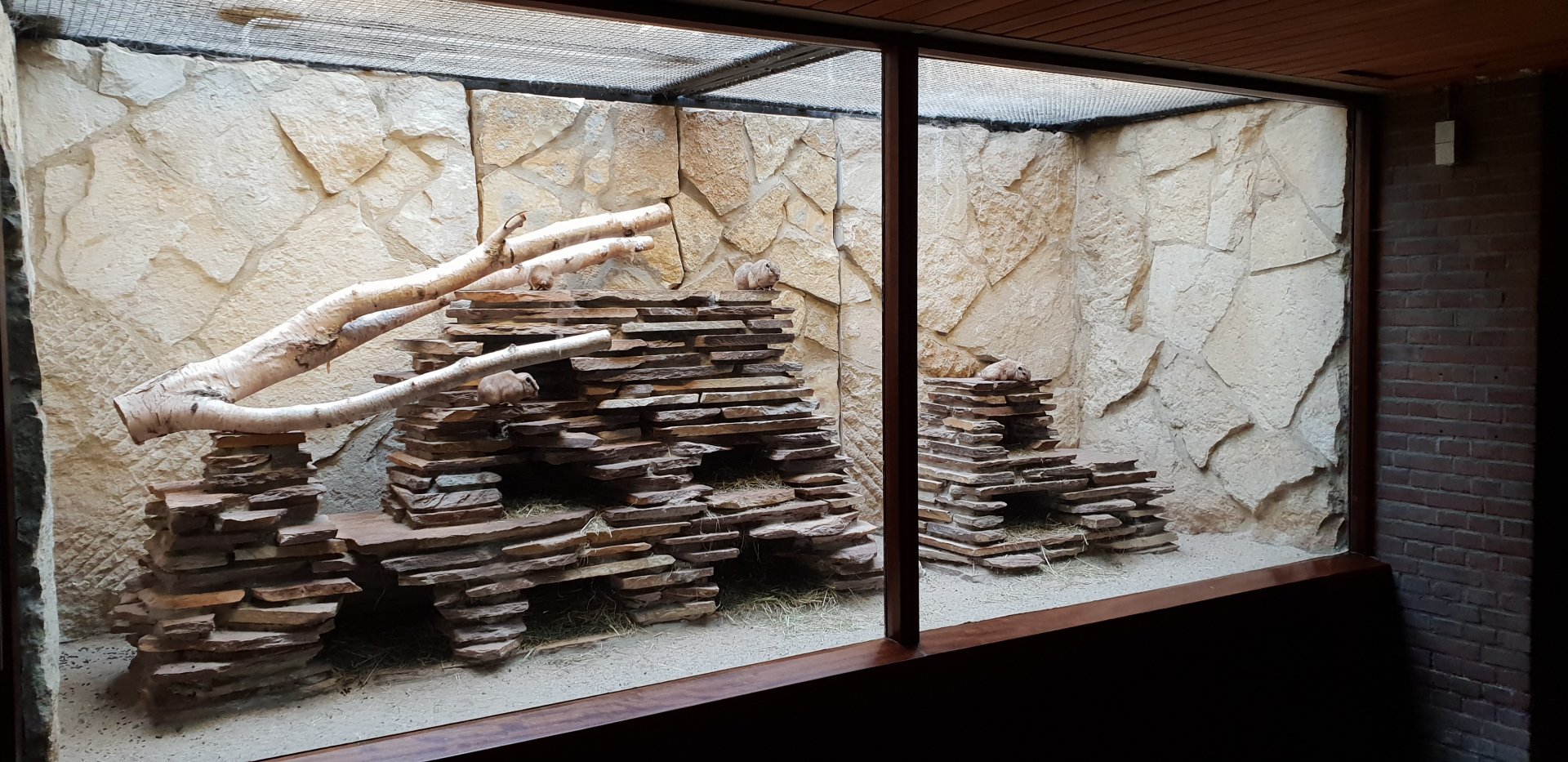 Small Mammal House : third Gundi enclosure