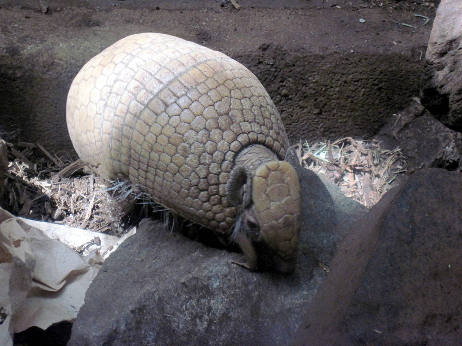 Small Mammal House-Three-banded Armadillo