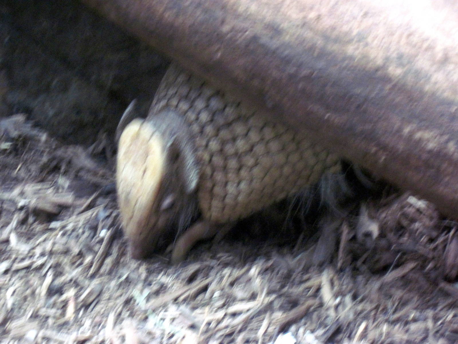 Small Mammal House-Three-banded Armadillo
