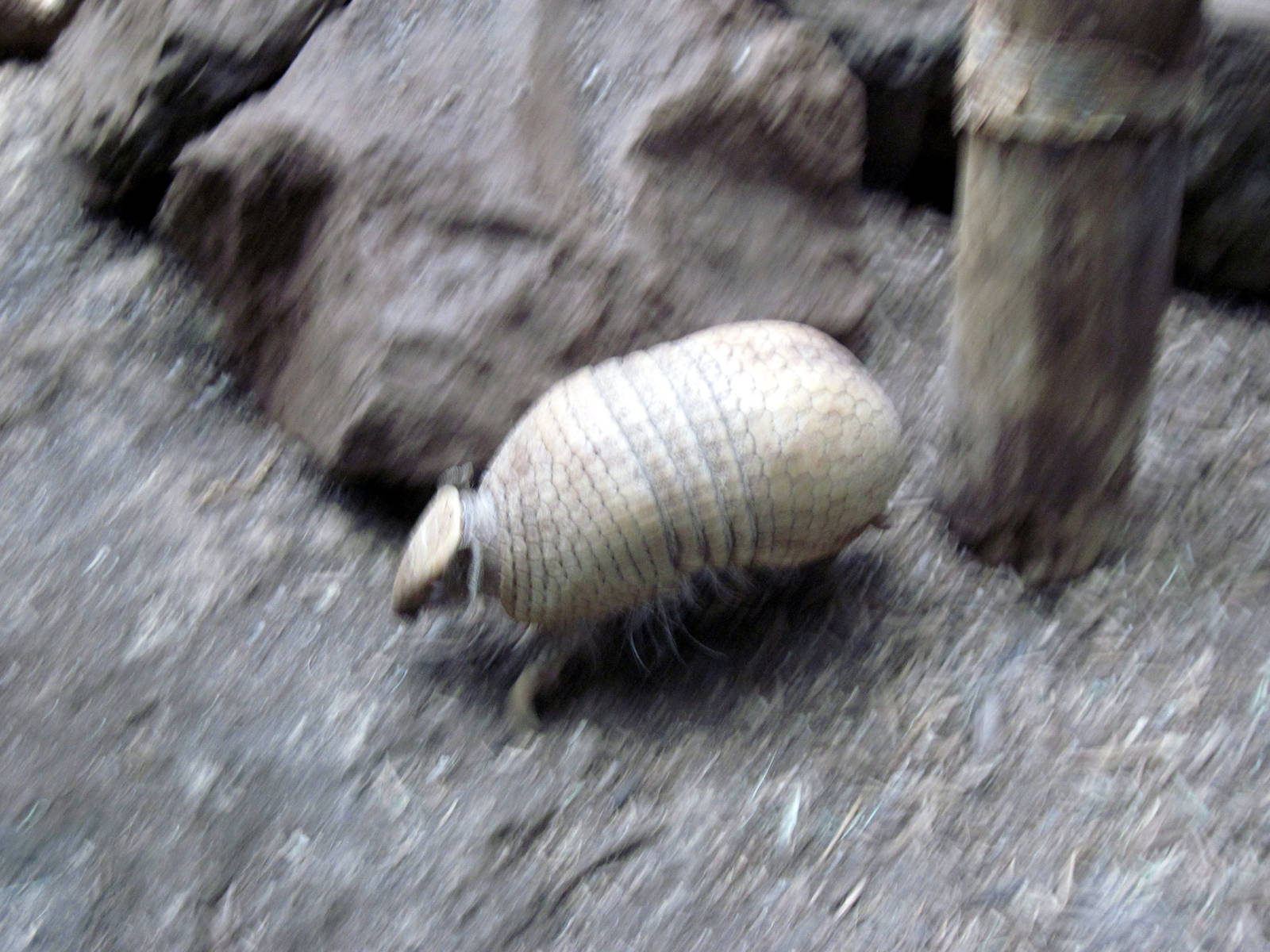Small Mammal House-Three-banded Armadillo