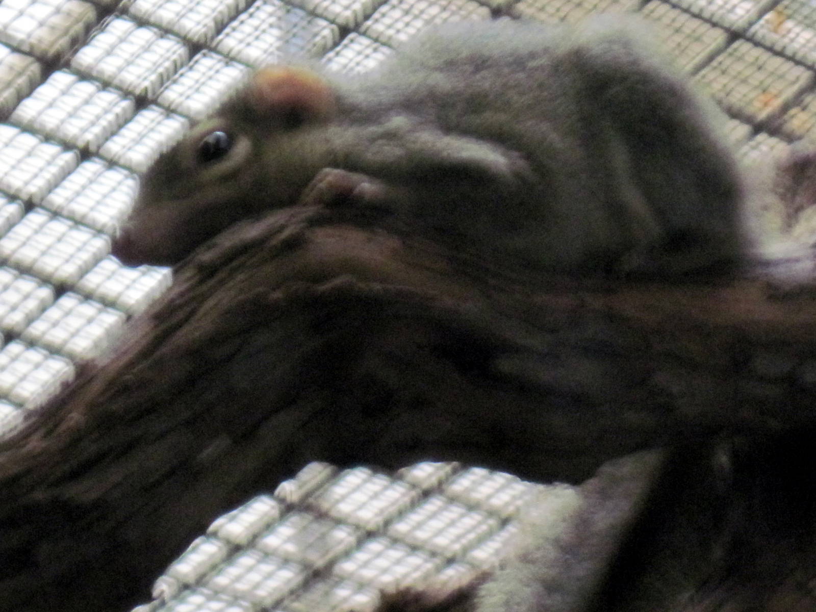 Small Mammal House-Tree Shrew