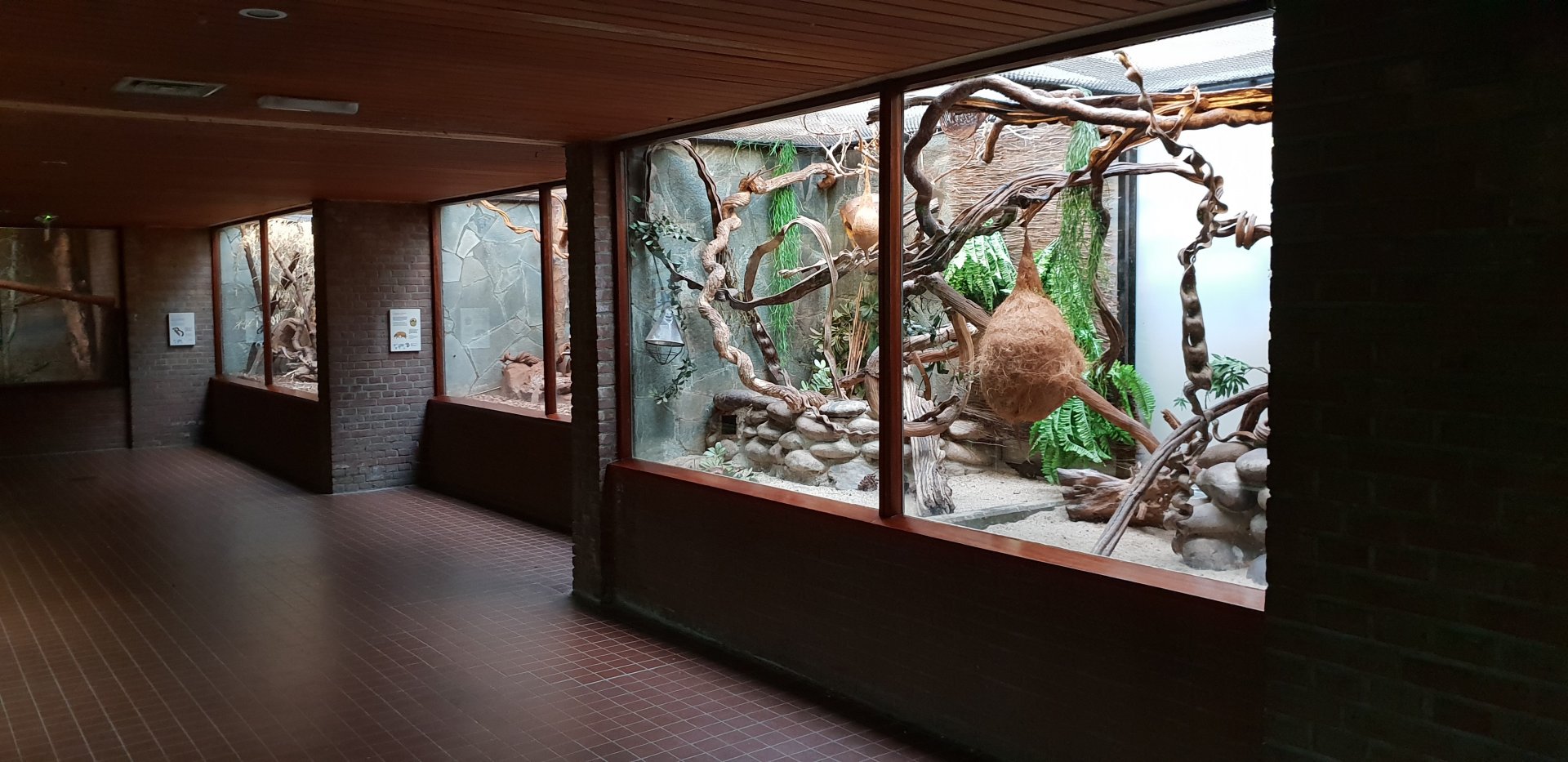 Small Mammal House : Treeshrew - Armadillo - Squirrel enclosures