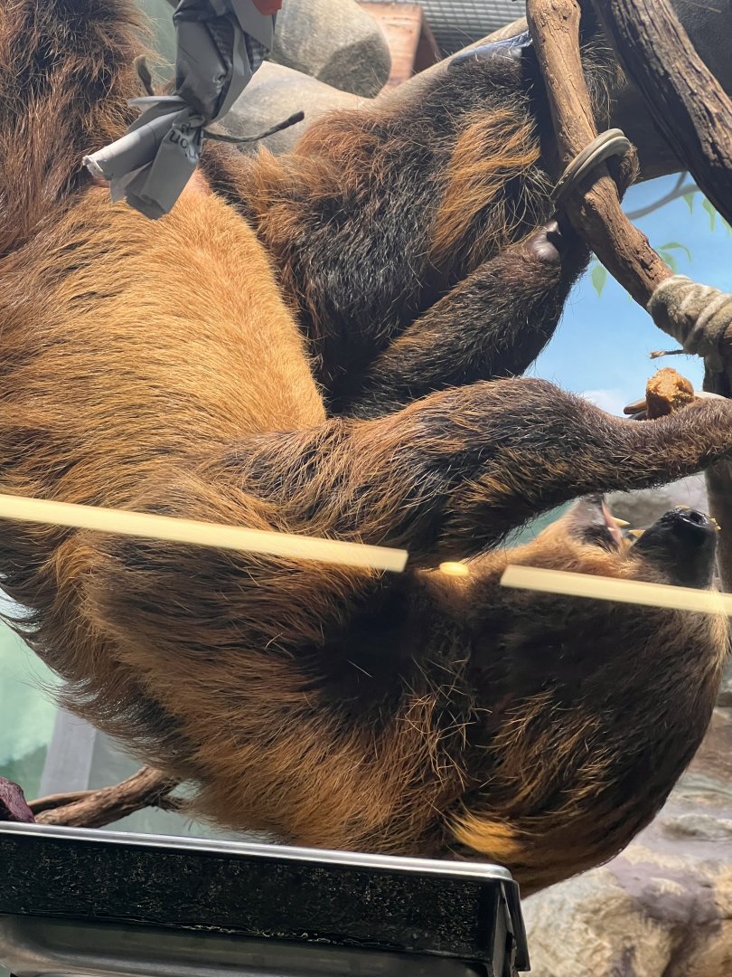 Small Mammal House- Two-toed sloth- Vlad