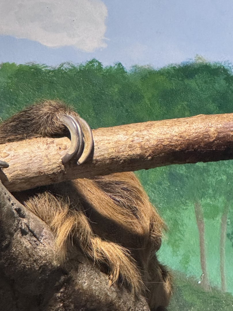 Small Mammal House- Two-toed sloth- Vlad