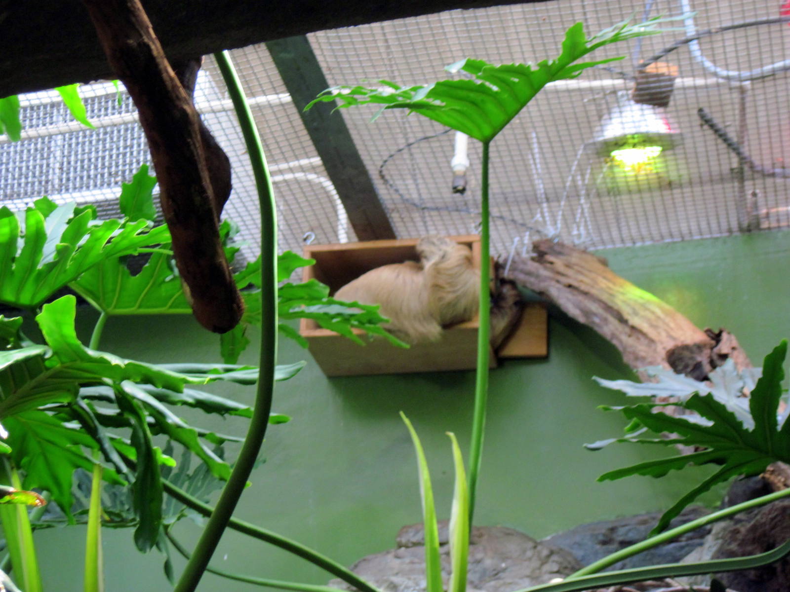 Small Mammal House-Two-toed Sloth