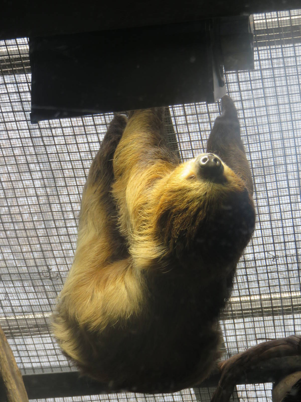 Small Mammal House - Two Toed Sloth