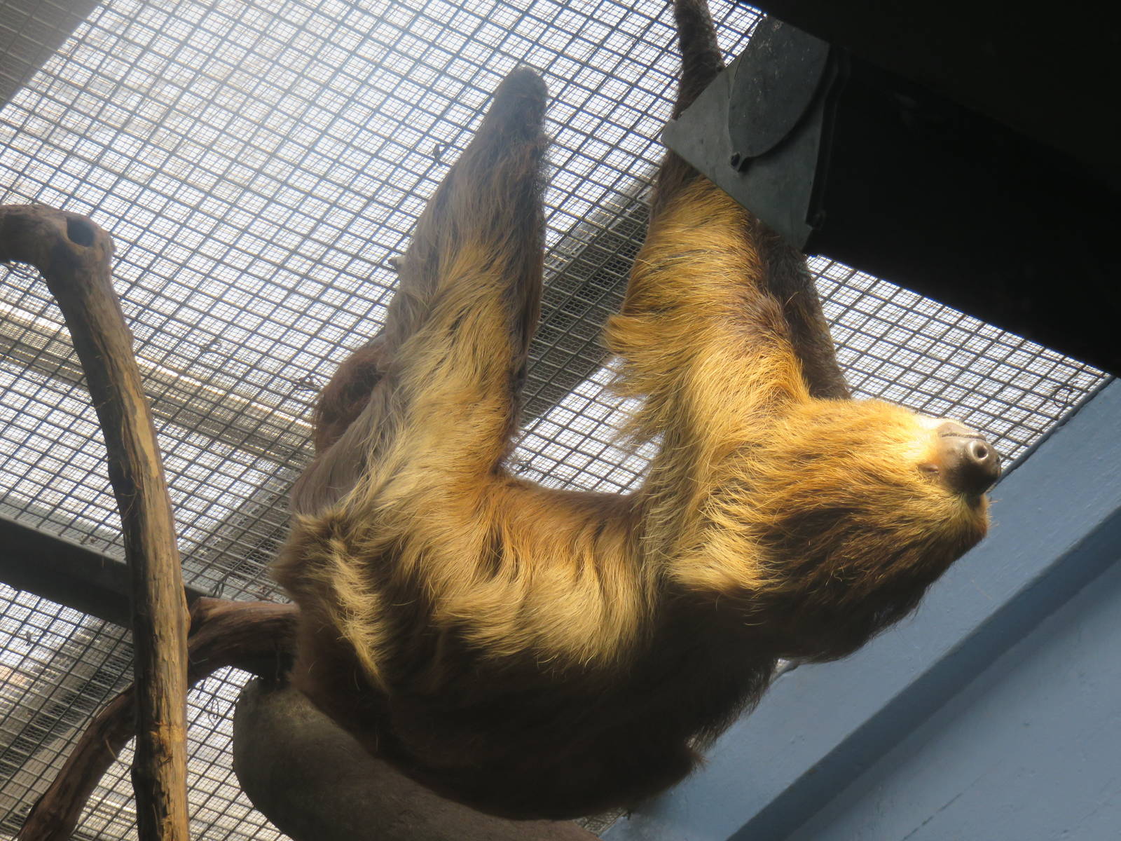 Small Mammal House - Two Toed Sloth