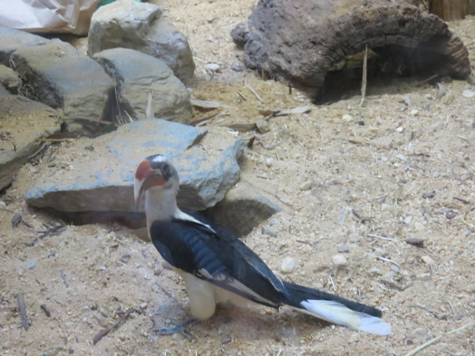 Small Mammal House - Von der Decken's hornbill
