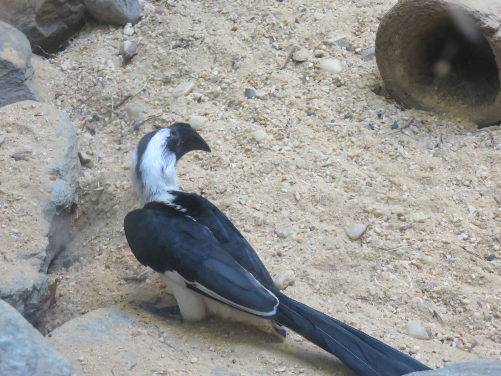 Small Mammal House - Von der Decken's hornbill