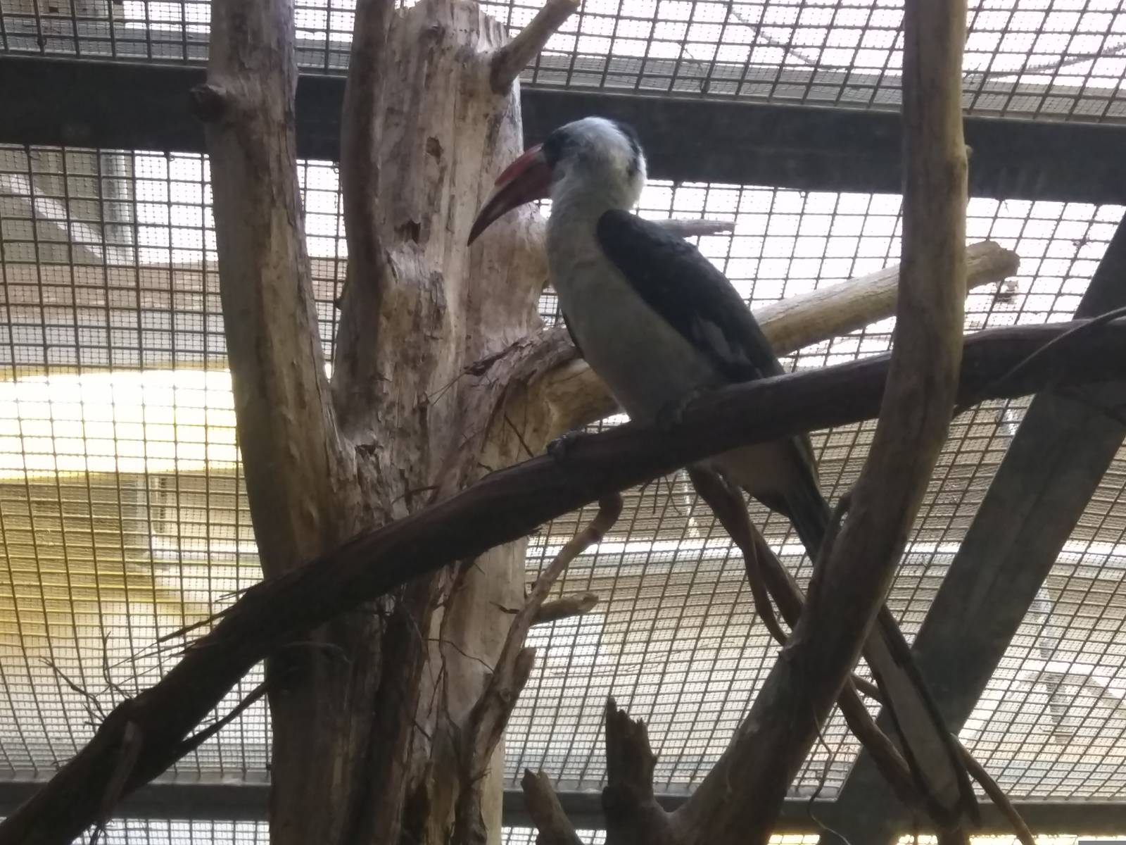 Small Mammal House - Von der Decken's hornbill