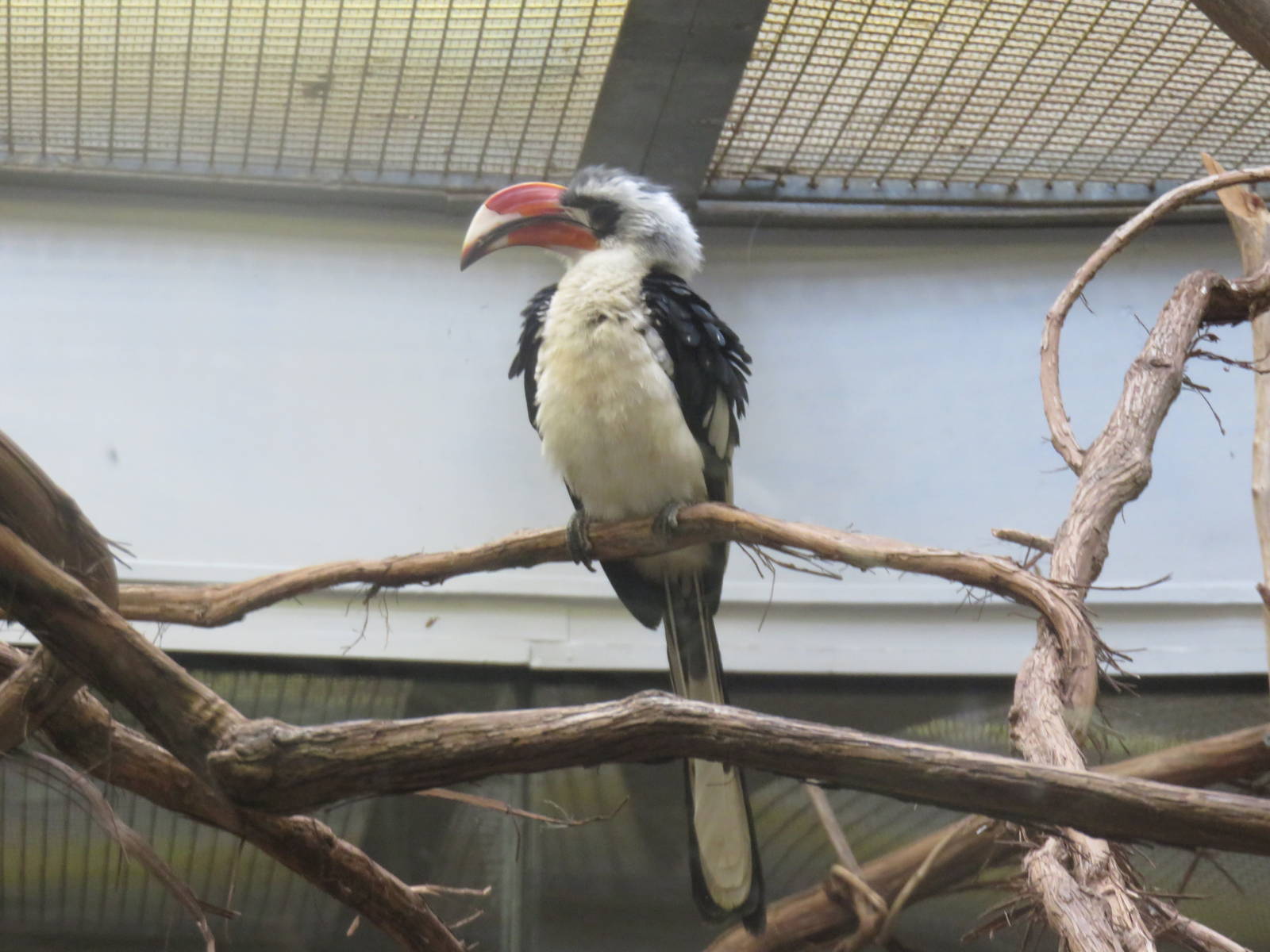 Small Mammal House - Von Der Decken's Hornbill