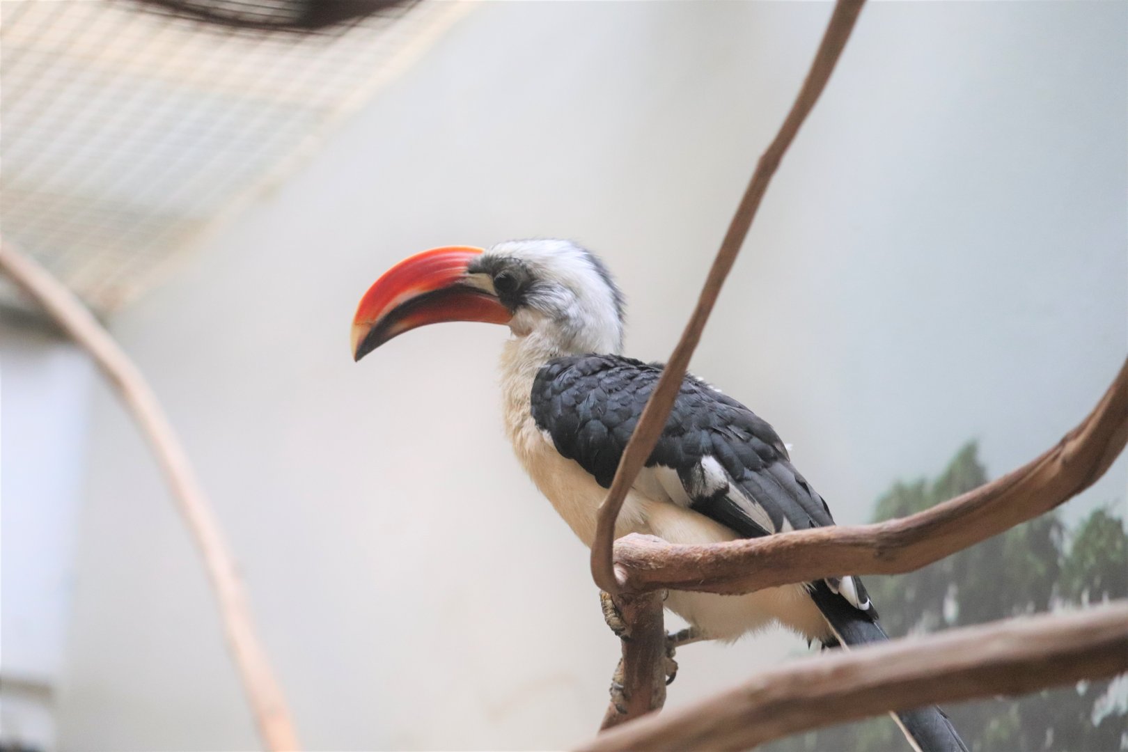 Small Mammal House - Von der Decken's hornbill