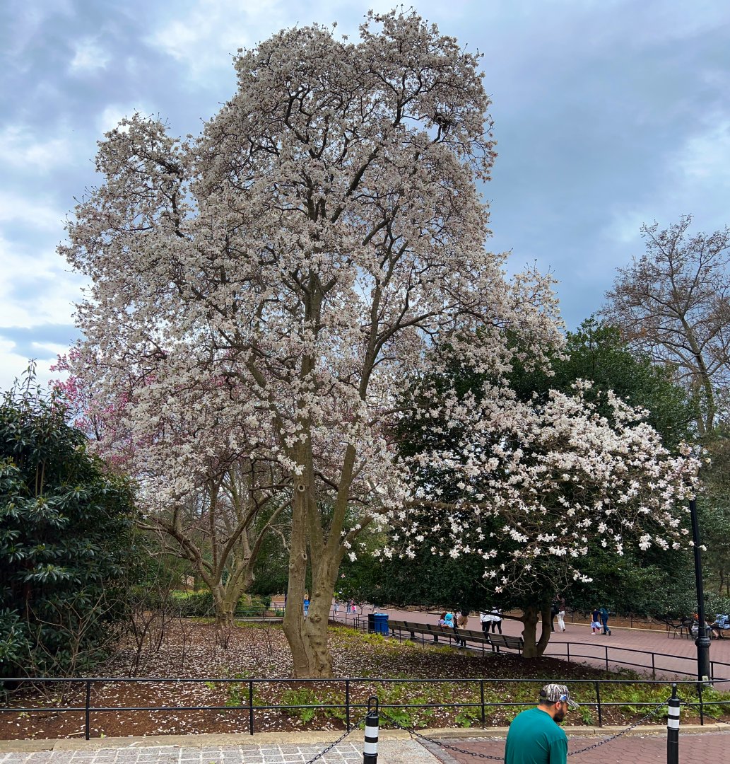 Small Mammal House White Dogwood??? In Bloom